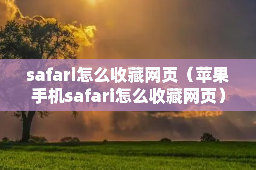 safari怎么收藏网页（苹果手机safari怎么收藏网页）