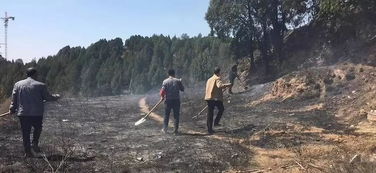 美国因强风引发多起山火_美国因强风引发多起山火 加州进入紧急状态