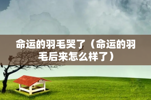 命运的羽毛哭了（命运的羽毛后来怎么样了）