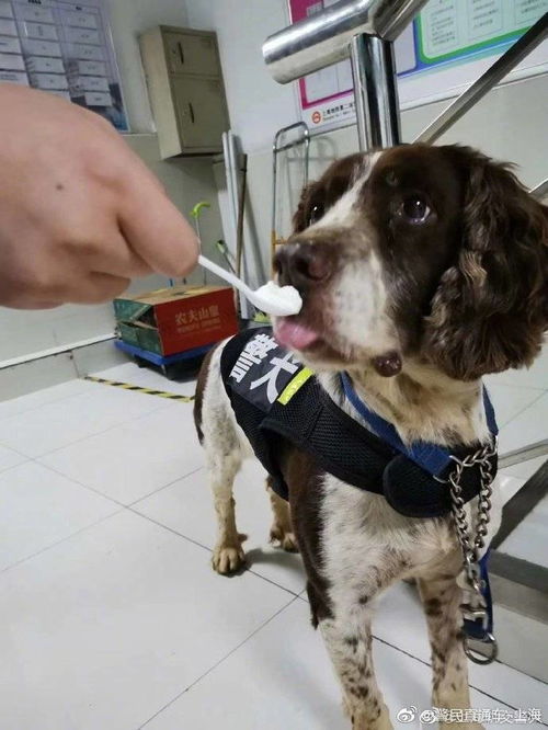 警犬幺幺零1岁了_去年出生的“幺幺零”，如今怎么样了？